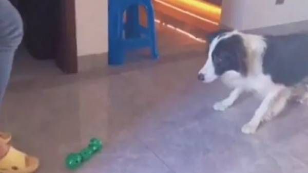 VIRAL VIDEO:వావ్.. పప్పీ సూపర్, బాటిల్ క్యాచ్ పట్టి, వైరల్