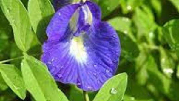 vastu tips: ఇంట్లో ఈ మొక్కలు ఉంటే సంపద వృద్ధి.. ఏ పని చేసినా విజయమే!!