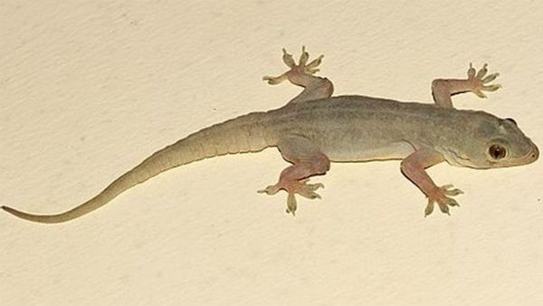 బల్లి మీద పడితే శుభమా.. అశుభమా? శరీరభాగాలపై బల్లి పడితే జరిగిదిదే!!