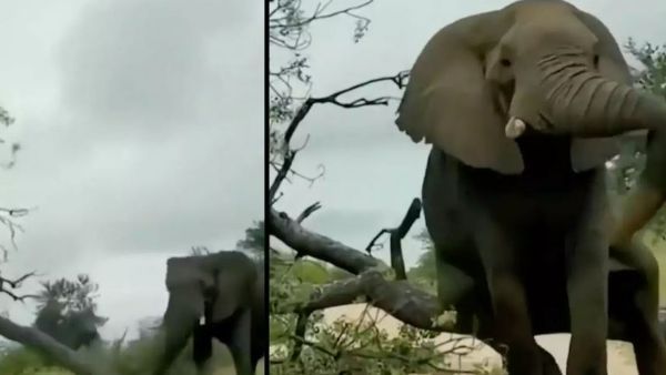 VIRAL:గజరాజుకు కోపం వచ్చింది, వృక్షాన్ని నేలమట్టం చేసి, వైరల్