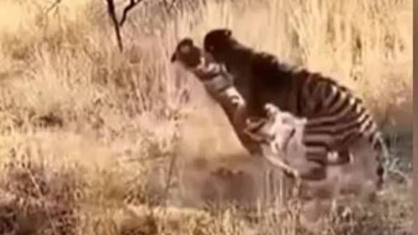 VIRAL VIDEO:గూస్ బంప్స్ వీడియో, రెండు టైగర్స్ పోరు, రోమాలు నిక్కబొడిచేలా..