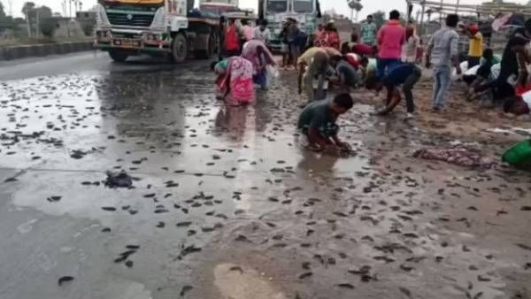 రోడ్డుపై లారీ బోల్తా: చేపల కోసం ఎగబడ్డ జనం, ఎక్కడ అంటే..?