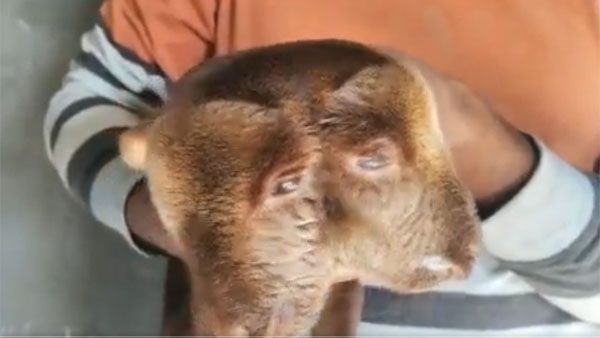 రెండుతలలతో వింత గొర్రెపిల్ల జననం .. బ్రహ్మంగారు కాలజ్ఞానంలో చెప్పారంటూ.. చూసేందుకు ఎగబడ్డ జనం!!