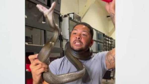 VIRAL VIDEO:ఓరీ.. వీడి వేషాలు, కొండచిలువతో ఆటలు, మెడకు చుట్టుకొని, వైరల్