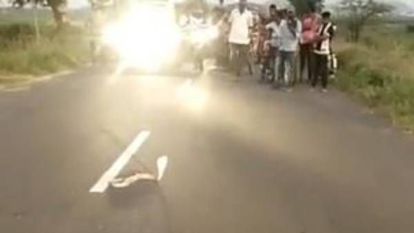 నడిరోడ్డుపై ఒక్కసారిగా నిలిచిపోయిన ట్రాఫిక్... పడగవిప్పిన నాగుపాము చేసిన పనికి అందరూ షాక్!!