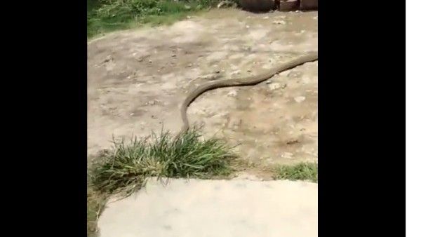 VIRAL VIDEO:ఇదేం పామురా బాబోయ్, చెప్పు తీసుకుని పరార్, వైరల్