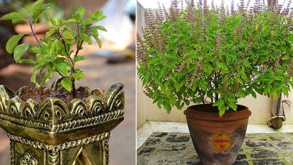 vastu tips: ఇంట్లో తులసిమొక్కను పూజిస్తున్నారా? అయితే ఈ ముఖ్యమైన విషయాలు తప్పక తెలుసుకోండి!!