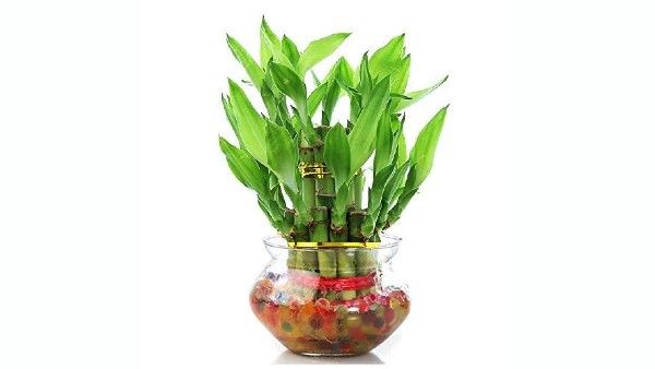  vastu plant: ఈ చిన్న మొక్కను మీ ఇంటికి ఉత్తర దిశలో పెంచుకోండి!!