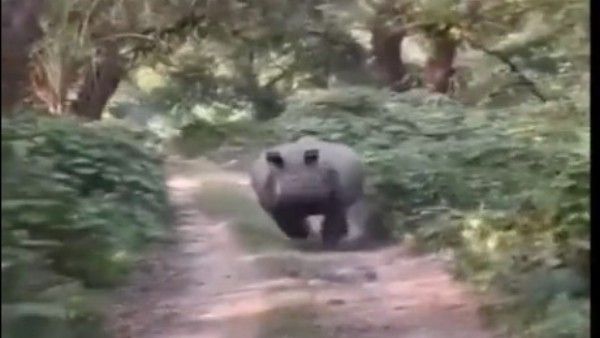 Viral video: టూరిస్ట్ వాహనాన్ని వెంబడించిన ఖడ్గ మృగం, హడలెత్తించింది