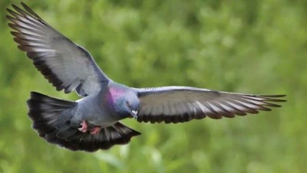 పావురాన్ని కాపాడేందుకు మూడు జిల్లాల్లో 10 నిమిషాల పాటు విద్యుత్ నిలిపివేత