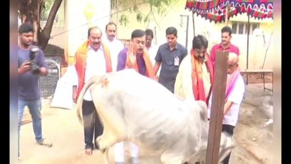 Viral Video : బీజేపీ ఎంపీ జీవీఎల్ ను తన్నిన గోవు-వీడియో వైరల్ !