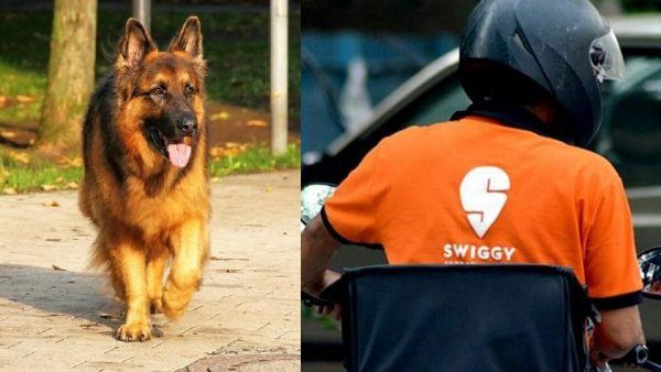 జర్మన్ షపర్డ్ కుక్కకు భయపడి.. మూడో అంతస్తు నుంచి దూకేసిన ఫుడ్ డెలివరీ బాయ్
