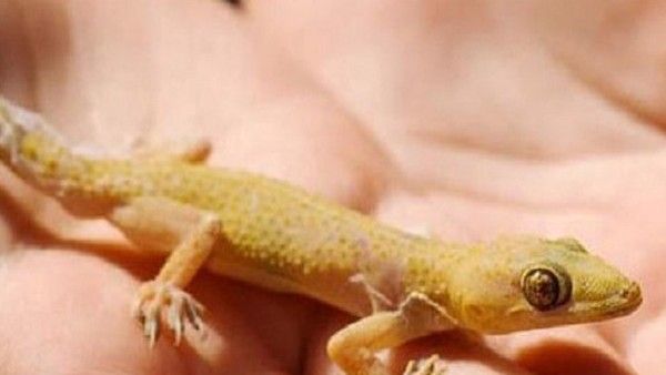 Astrology: బల్లి మీద పడితే అశుభమా.. పండితులు ఏం చెబుతున్నారంటే..!