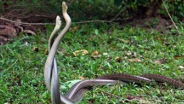 Astrology: కలలో పాములు కనిపిస్తే శుభమా? అశుభమా? తెలుసుకోండి!!