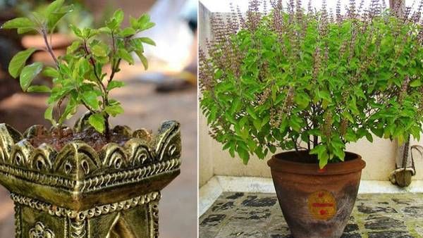Vastu Tips: ఇంట్లో తులసి మొక్క ఎక్కడ ఉంచాలంటే..!