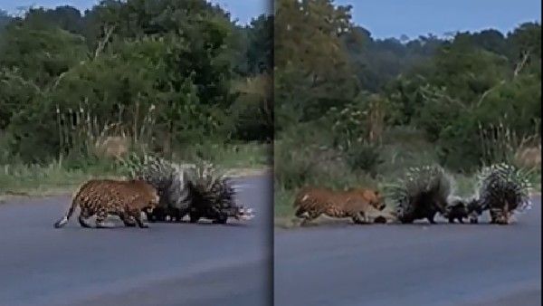 Viral Video: ప్రాణాలు పోతాయని తెలిసినా.. బిడ్డల కోసం పోరాటం.. వైరల్ అయిన వీడియో..