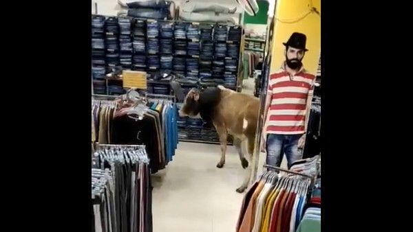 Viral Video: షాపింగ్‍కు వెళ్లిన ఆవు.. కానీ ఏం నచ్చలేదట.. వైరల్ అయిన వీడియో..