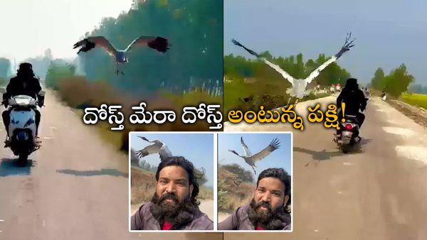 ఫ్రెండ్‌గా మారిన పక్షి: ఎటువెళ్లినా వెంటే! అతడేం చేశాడంటే.? (వీడియో)