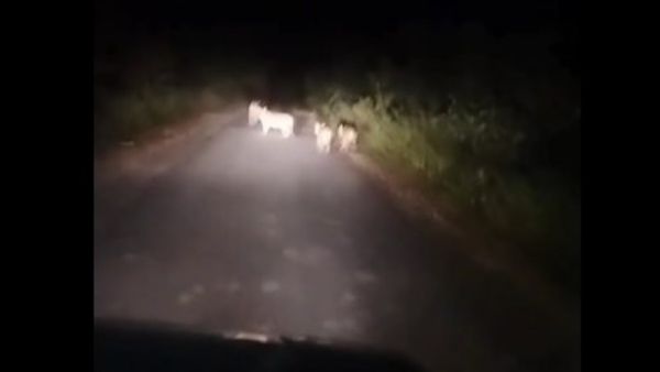 గొల్లాఘాట్ శివారులో పులుల సంచారం: నాలుగు గుంపుగా (వీడియో)