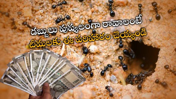 vastu tips: ఇంట్లో చీమలు కనిపిస్తే శుభమా.. అశుభమా? ఏ దిశలో కనిపిస్తే అదృష్టం!!