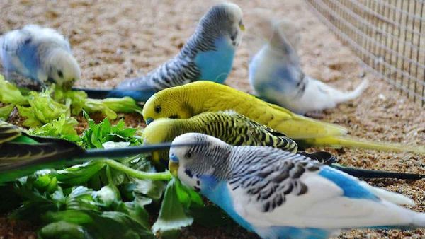 Astrology: ఇంట్లో పక్షులను పెంచుతున్నారా.. అయితే మీకు అదృష్ణమే..!