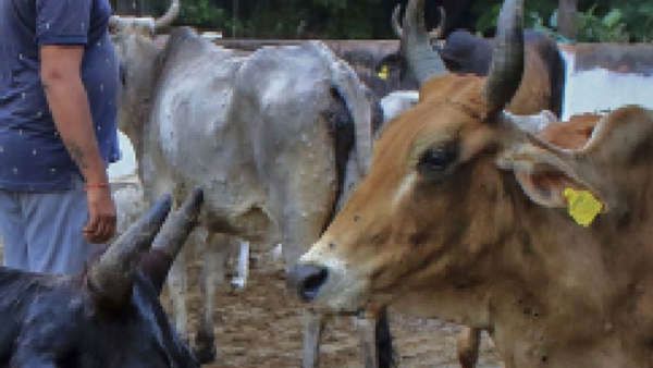 Haryana: ఆవులు అక్రమంగా తరలిస్తున్నారని యువకులపై దాడి.. తీవ్ర గాయాలతో ఇద్దరు మృతి..