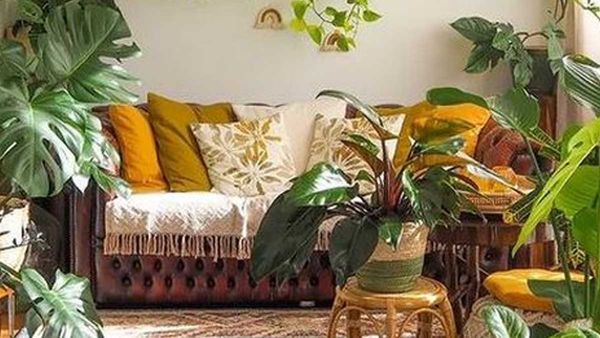 Vastu tips: ఇంటి మూలల్లో ఏది పెరిగితే అదృష్టం.. ఏ మూల పెరిగితే నష్టం!!