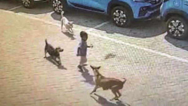 అంబర్‌పేట కుక్కల దాడిలో బాలుడు మృతి: ఆ కుటుంబానికి రూ. 10 లక్షల పరిహారం