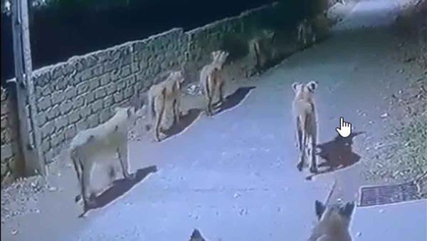 గుంపులుగా వచ్చాయి కానీ, పందులు కాదు! సింహాలే!! వీధుల్లో హల్చల్ (వీడియో)