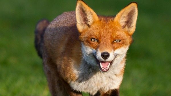 Fox: నక్క ముఖం చూసినా, నక్కతోక తొక్కినా జాక్ పాట్, నక్క దెబ్బ ?, పక్కనోడు బాగుపడితే ?