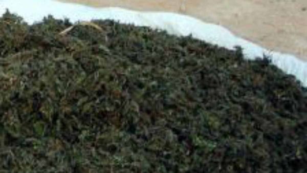 CI: డ్రగ్స్ డీలర్స్ తో పోలీసు అధికారుల డీలింగ్, ఫోటోలు తీసి కేసు పెట్టిన ఆ లీడర్స్, అర్థం అయ్యిందా !