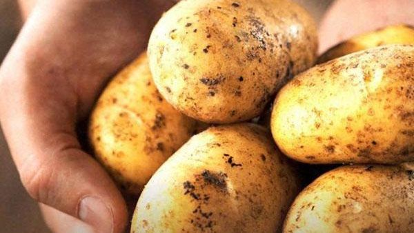 Potato: ఆలుగడ్డ డయాబెటీస్ ఉన్నవారు తినొచ్చా..!