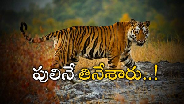 Tiger: విద్యుత్ తీగ తగిలి చనిపోయిన పులి.. వండుకుని తిన్న స్థానికులు..!