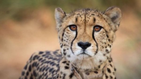 నమీబియా చీతా సాషా కిడ్నీ వ్యాధితో కునో నేషనల్ పార్కులో మృతి