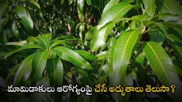  health tips: మామిడి ఆకుల రహస్యం తెలిస్తే డాక్టర్లతో పనుండదు!!