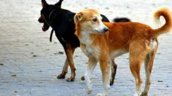 Dogs Attack: గోల్కొండలో బాలుడిపై వీధి కుక్కల దాడి.. ఆస్పత్రికి తరలింపు..