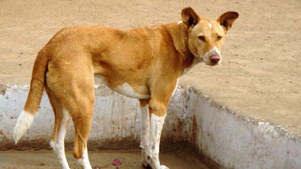 వీధి కుక్కలనూ వదిలిపెట్టరా? ఢిల్లీలో మరో వికృతం; దేశానికి ఇదెక్కడి దరిద్రం!!