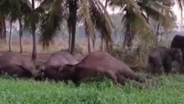 Elephants: తమిళనాడులో దారుణం.. కరెంట్ షాక్‍తో ఏనుగుల మృతి..