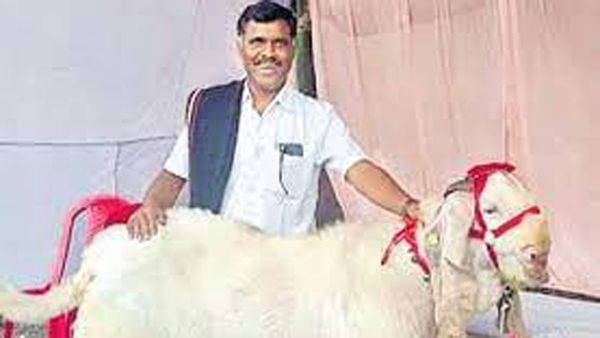 సరిరారు నాకెవ్వరు: ఫస్ట్ ప్రైజ్ కొట్టేసిన 6లక్షల మేకపోతు!!