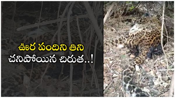 Nalgonda: నల్గొండ జిల్లాలో చిరుత కలకలం.. డంపింగ్ యార్డ్ లో కళేబరం గుర్తింపు..