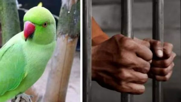 హత్య కేసులో చిలుక సాక్ష్యం.. దోషులకు జీవిత ఖైదు విధించిన కోర్టు!!