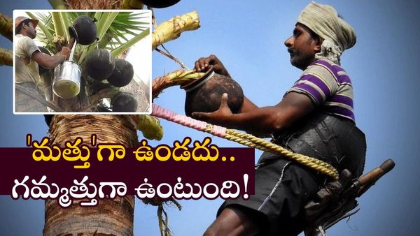 తాటికల్లు: ఈ దివ్యౌషధాన్ని తాగి చూశారా? గ'మ్మత్తు'గా ఉంటుంది!