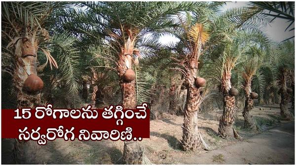 ఈతకల్లు: 15 రోగాలను తగ్గించే సర్వరోగ నివారిణిని ఎప్పుడైనా సేవించారా? 