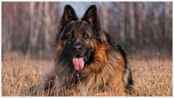 జర్మన్ షెపర్డ్ కుక్క కసిగా ఉందని బెడ్ రూమ్ లో ?, హమ్మయ్యా, సోషల్ మీడియాలో వీడియో ?