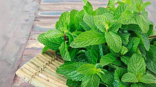 Benefits Of Mint: పుదీనా తినడం లేదా.. అయితే మీరు భారీగా నష్టపోతారు..!