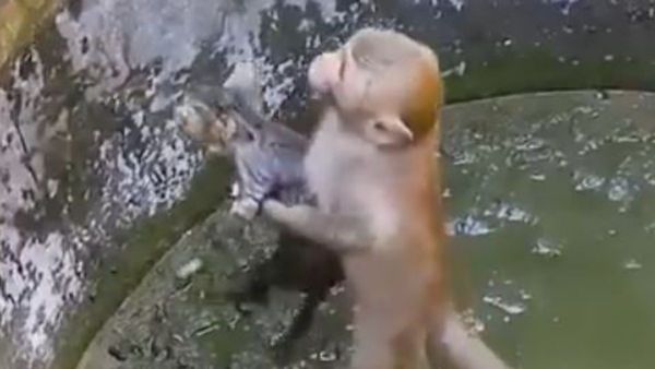 బావిలో పడిన పిల్లిని కాపాడిన కోతి; అందరూ ఆలోచించేలా చేస్తున్న వీడియో వైరల్!!
