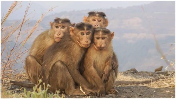 చైనాకు శ్రీలంక లక్ష కోతుల ఎగుమతి