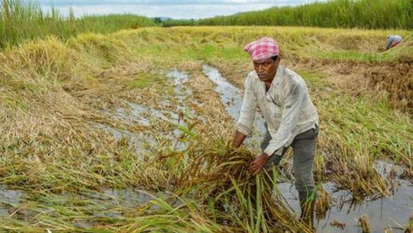 Rains: అకాల వర్షాలతో ఆగమవుతున్న రైతులు..