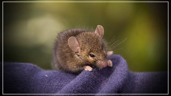 యూనిఫాంను ఎలుకలు కొరికేశాయి మేడమ్!