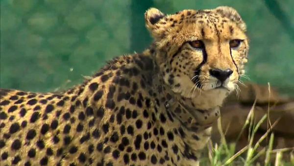 Cheetah: చీతాలు ఎందుకు చనిపోతున్నాయో చెప్పిన దక్షిణాఫ్రికా..!